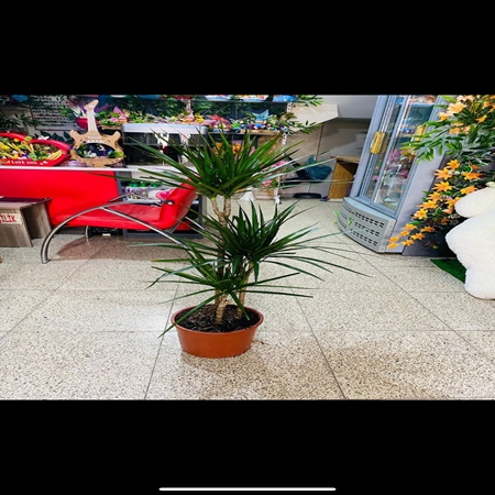 Saksı Çiçeği 3'lü Marginata